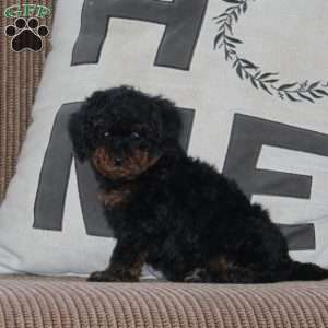 June, Cavapoo Puppy